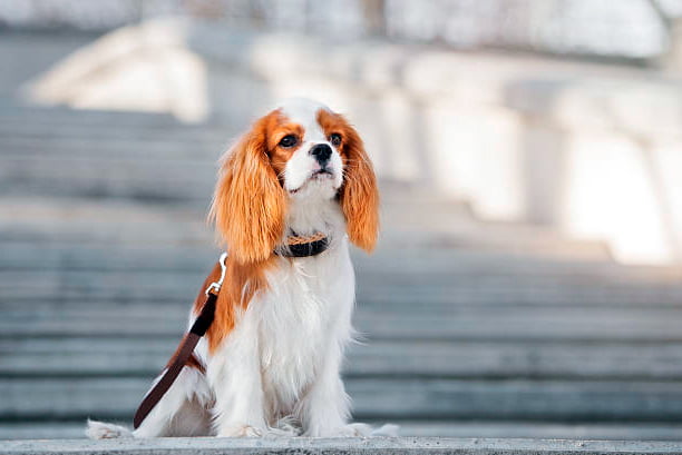 cavalier king charles spaniel esperando al final de una escalera
