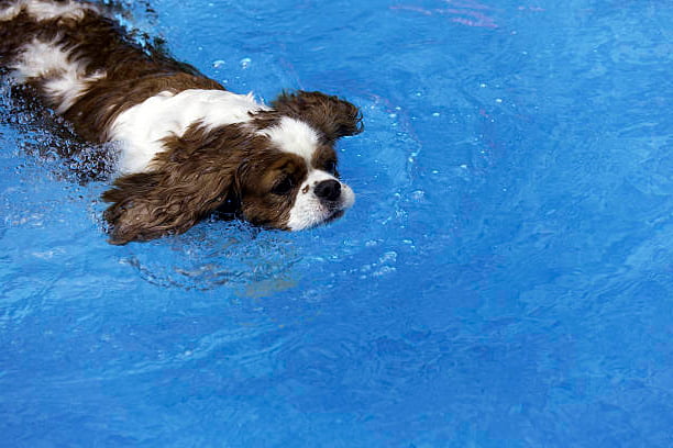 cavalier king charles spaniel nadando en una piscina