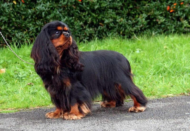 cavalier king charles spaniel negro y castano