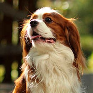 cavalier king charles spaniel observando la inmensidad
