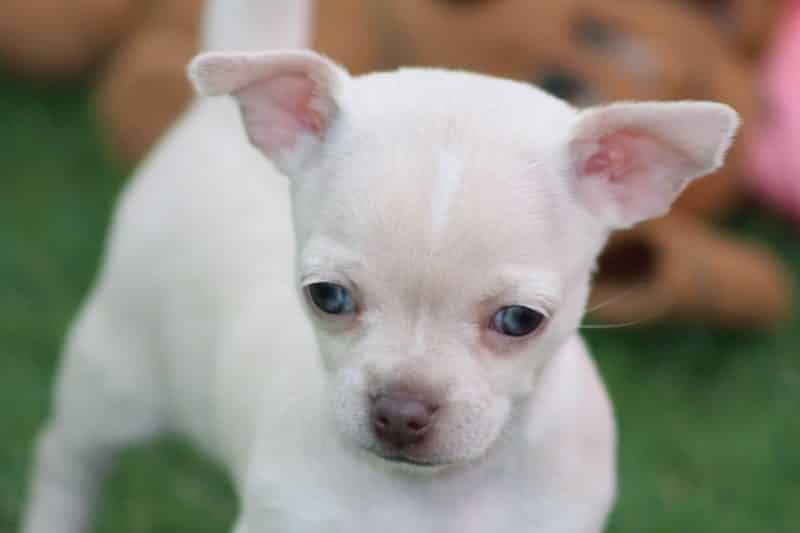 chihuahua cabeza de venado