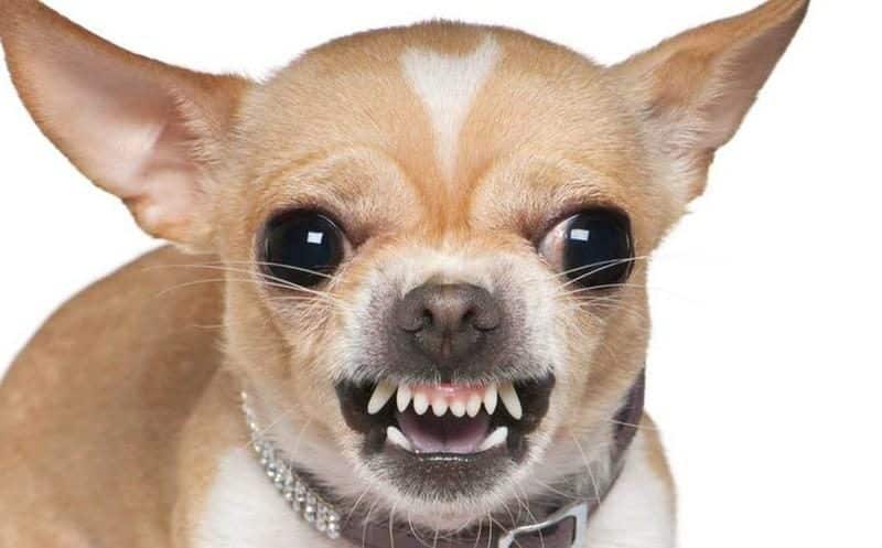chihuahua enojado mostrando sus colmillos
