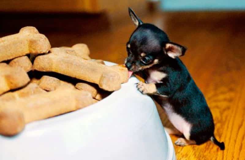 chihuahua intentando comer alimento para perros grandes