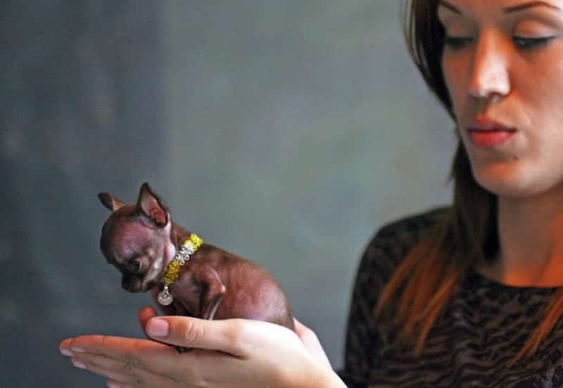 chihuahua miracle milly