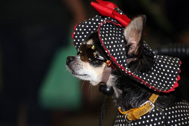 chihuahua modelando ropa de diseño