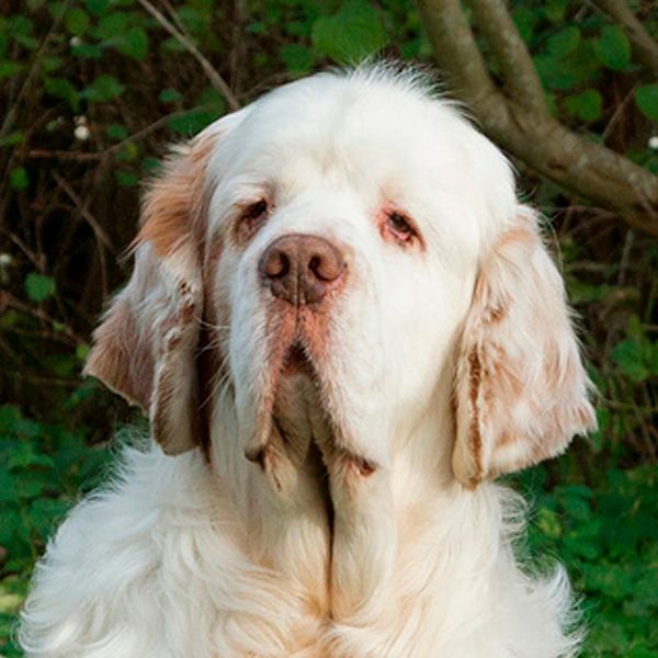 clumber spaniel raza perro