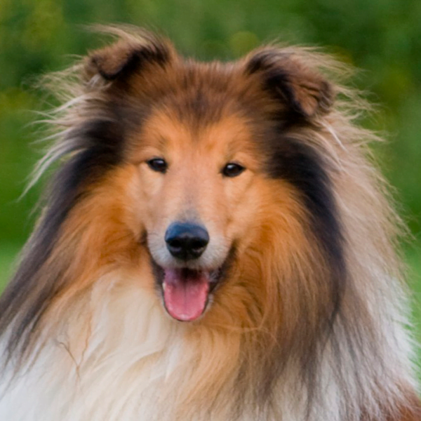 collie de pelo largo raza perro