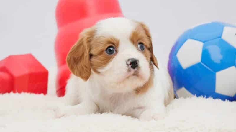 como adiestrar a un cavalier king charles spaniel