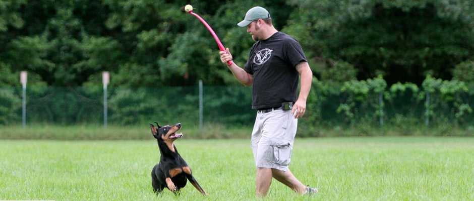cómo adiestrar a un dobermann
