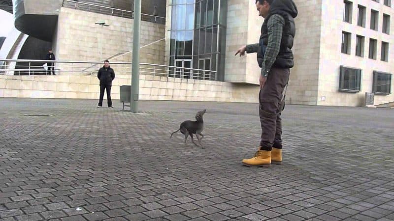 como adiestrar a un galgo italiano