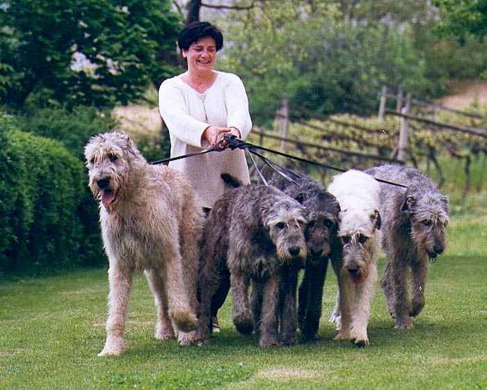 como adiestrar a un lobero irlandés