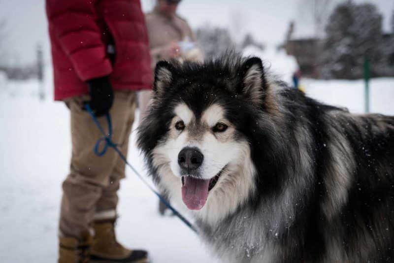 como adiestrar a un Malamute de Alaska