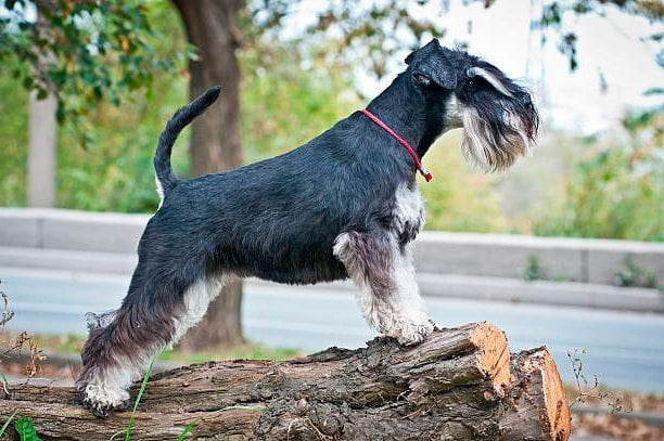 como adiestrar a un schnauzer miniatura