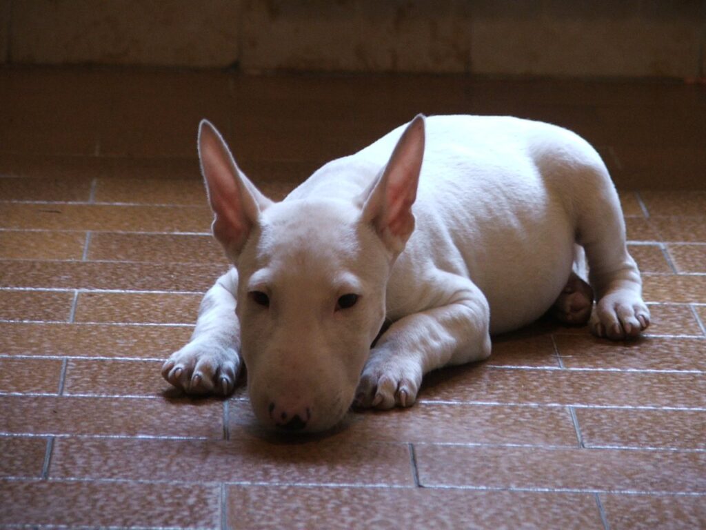 cómo adiestrar bull terrier