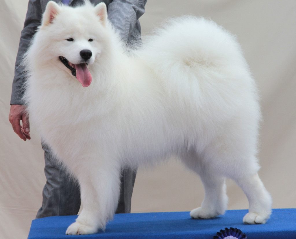 cómo adiestrar correctamente a un samoyedo