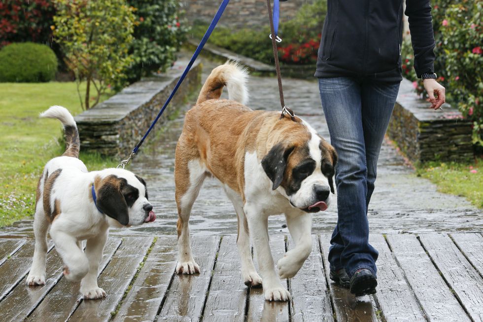 cómo adiestrar correctamente a un san bernardo