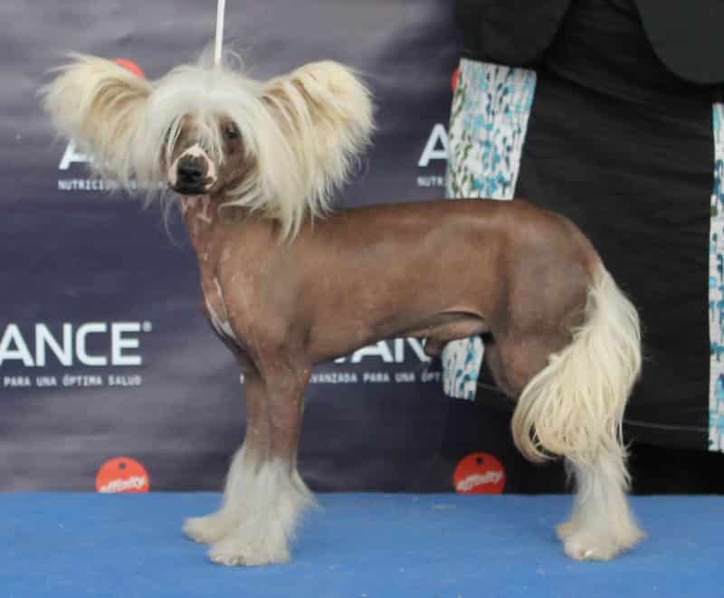 como adiestrar perro crestado chino