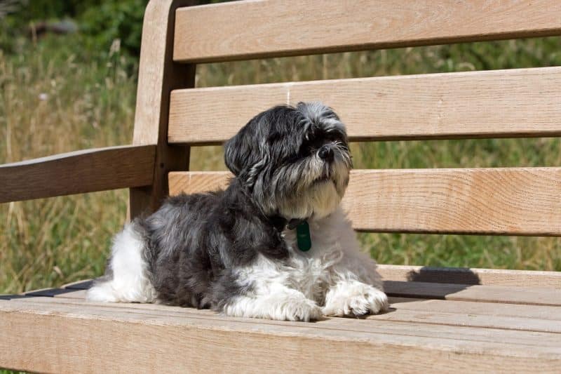 como adiestrar un shih tzu