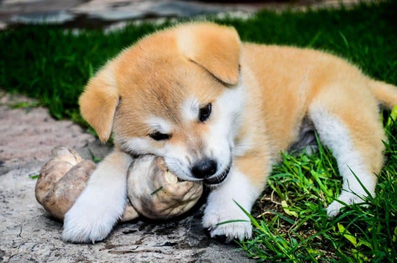 como alimentar a un Akita Inu