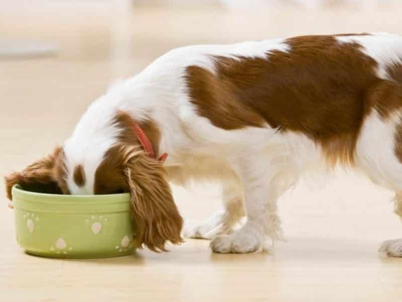 como alimentar a un cavalier king charles spaniel