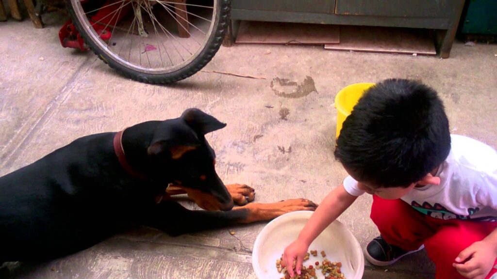 cómo alimentar a un dobermann