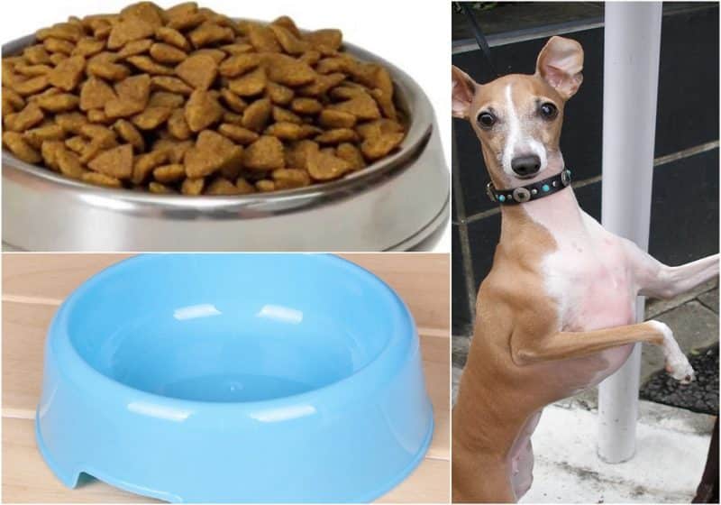 como alimentar a un galgo