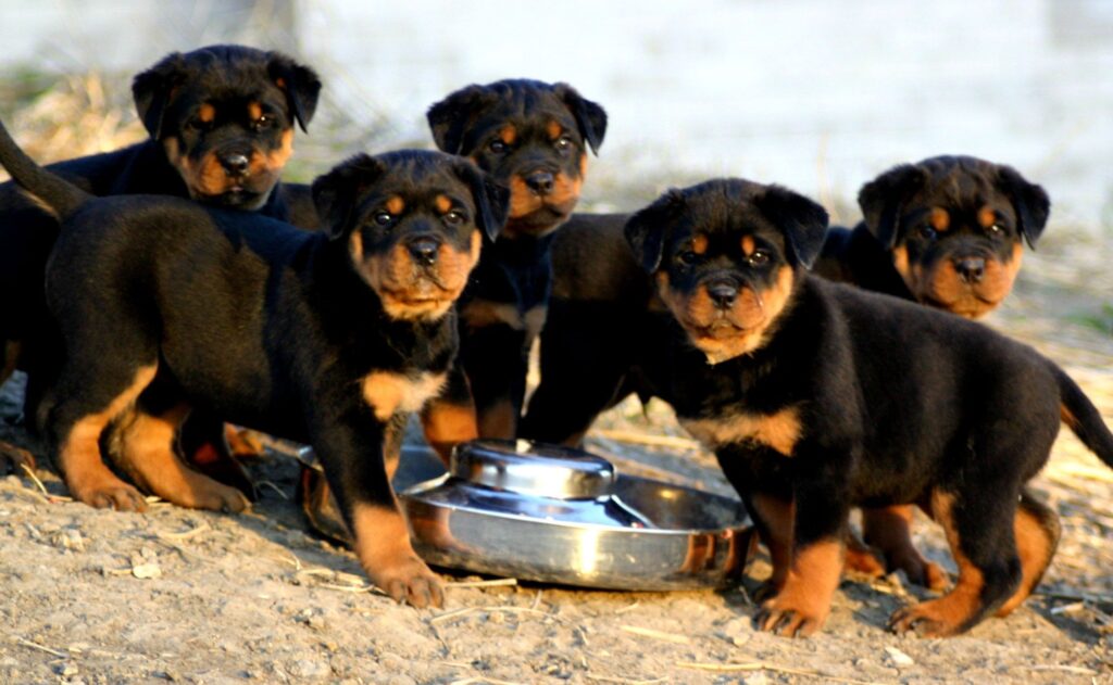 cómo alimentar a un rottweiler