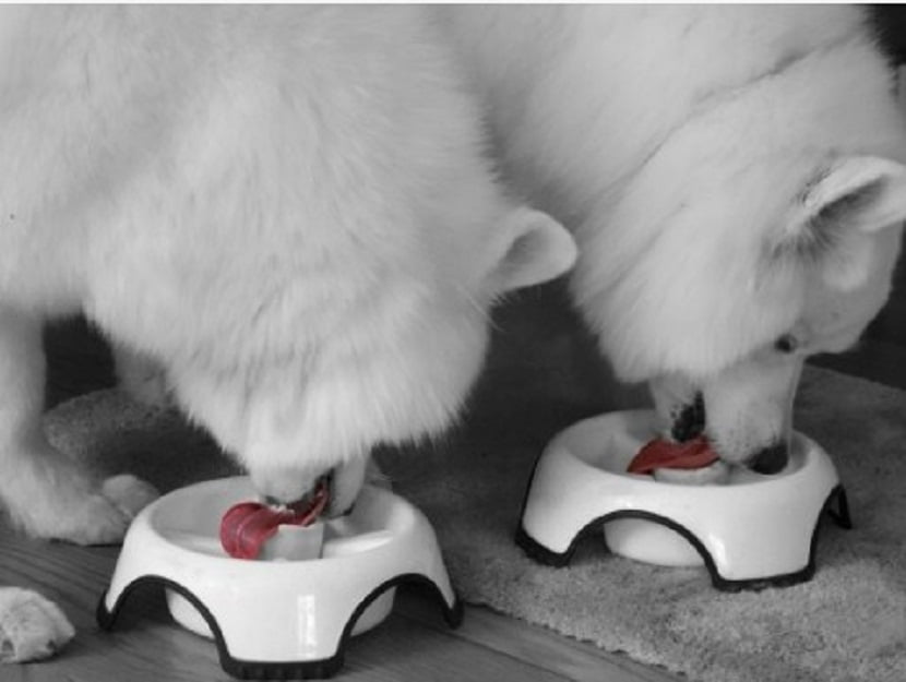 cómo alimentar a un samoyedo