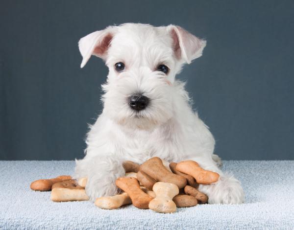cómo alimentar a un schnauzer miniatura
