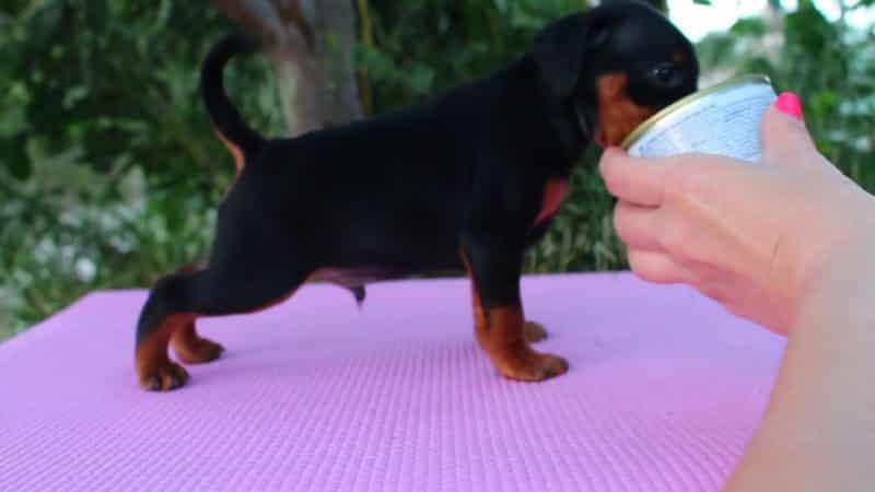 como alimentar al pinscher miniatura