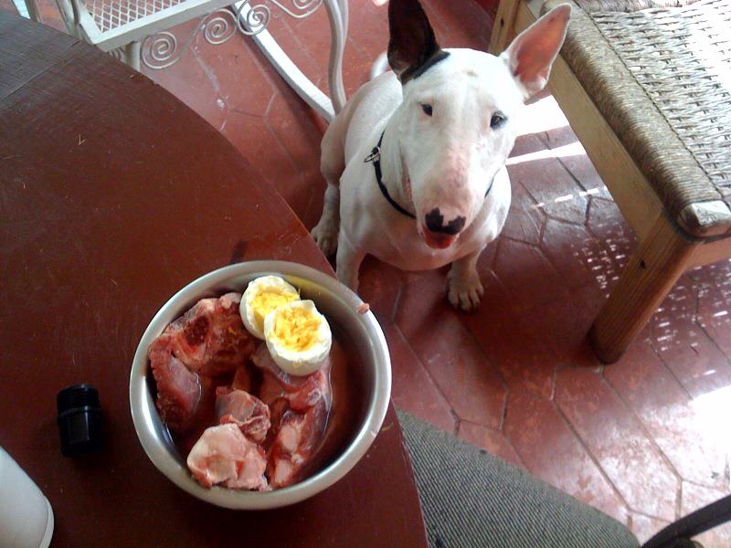 cómo alimentar bull terrier