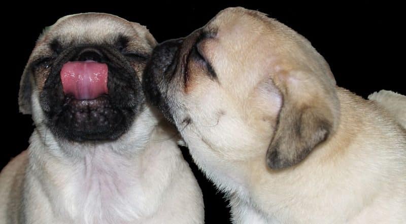 cómo escoger un buen compañero para un Carlino