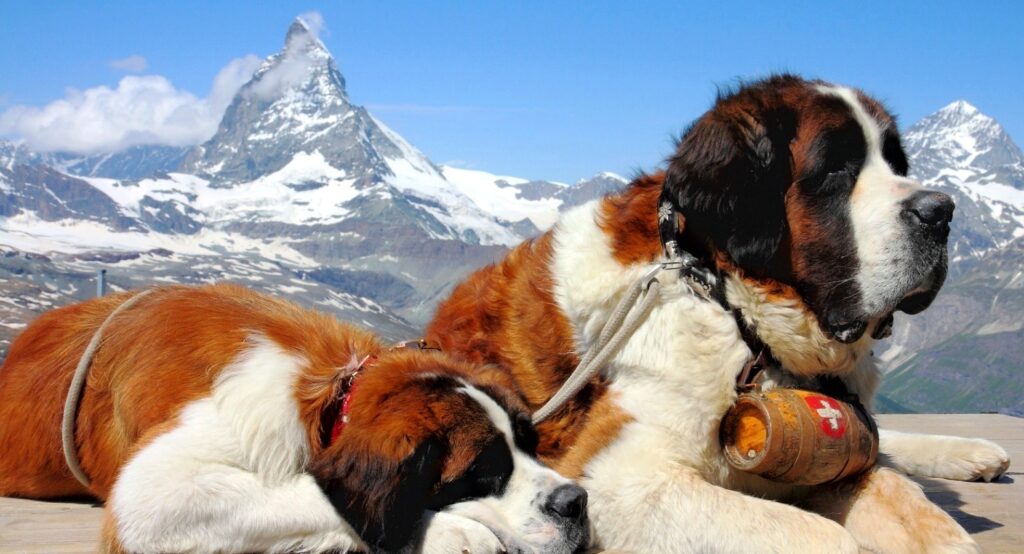 cómo saber si un perro san bernardo es para ti
