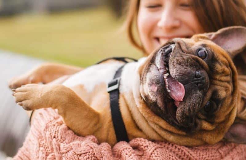 Conociendo mejor el carácter del bulldog francés