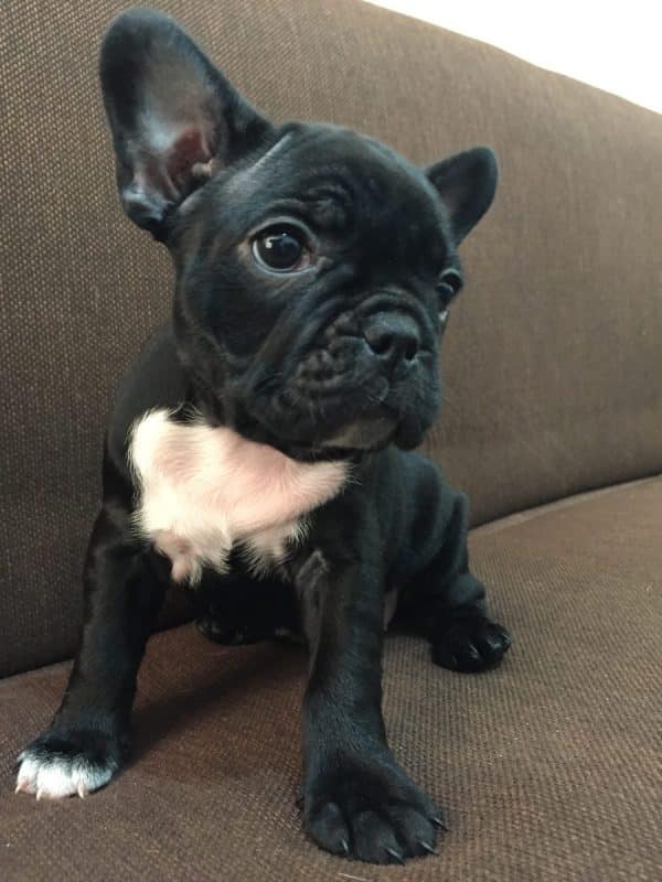 consejos a la hora de comprar un buen cachorro de bulldog frances