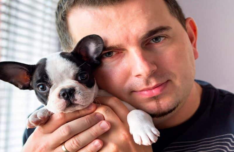 Consejos a la hora de comprar un bulldog francés