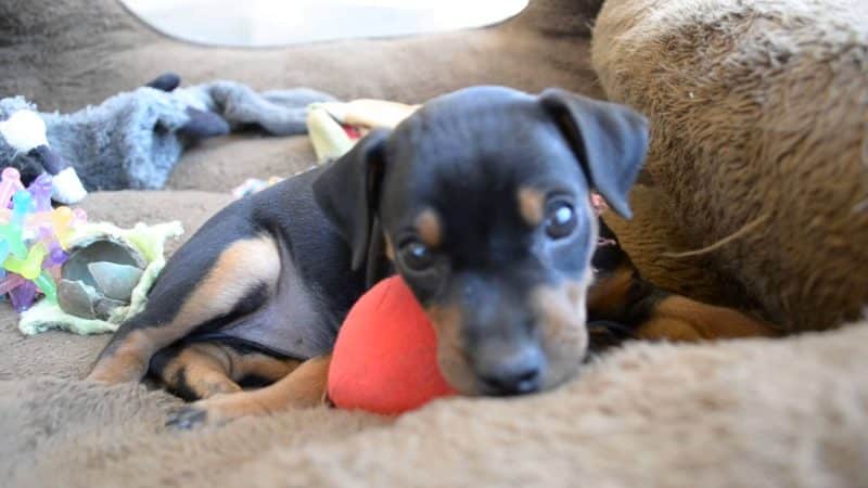 consejos para comprar pinscher miniatura