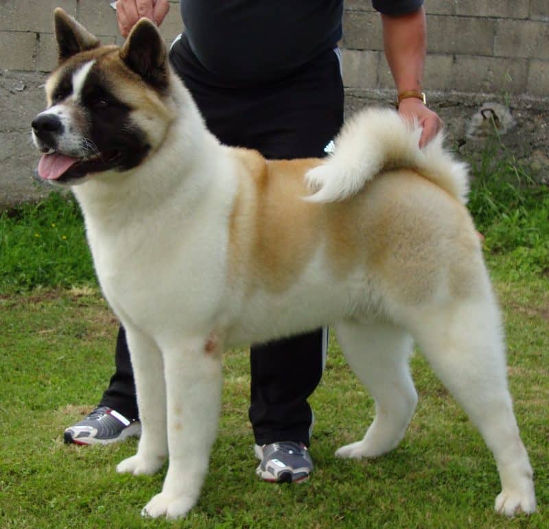 consejos para comprar un Akita Inu