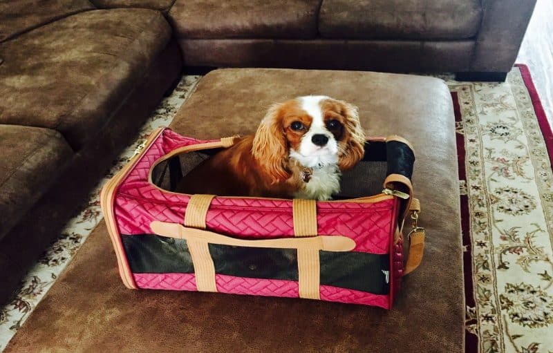 consejos para comprar un cavalier king charles spaniel
