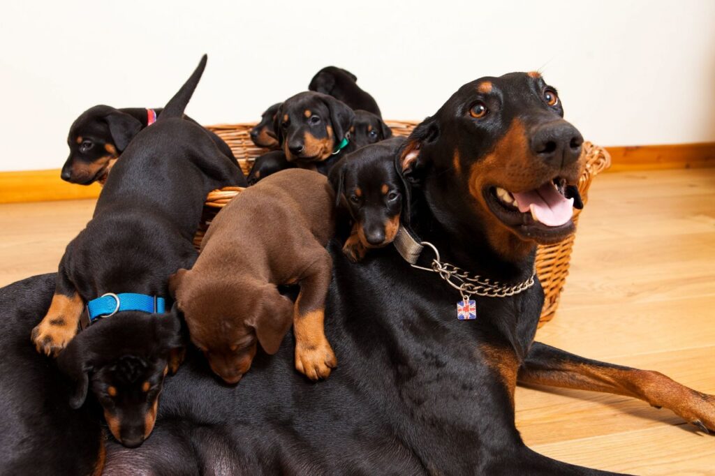 consejos para comprar un dobermann
