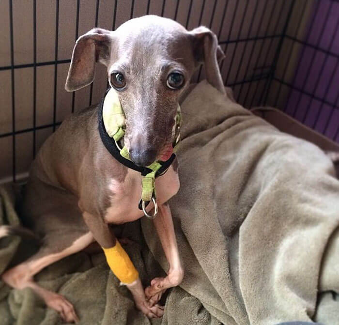 consejos para comprar un galgo italiano