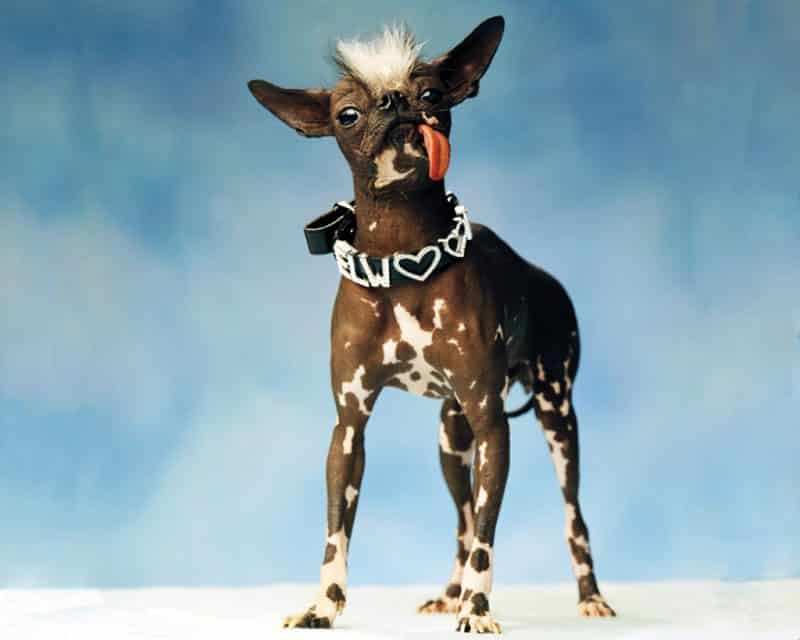 consejos para comprar un perro crestado chino