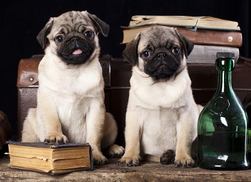 consejos para comprar un Pug
