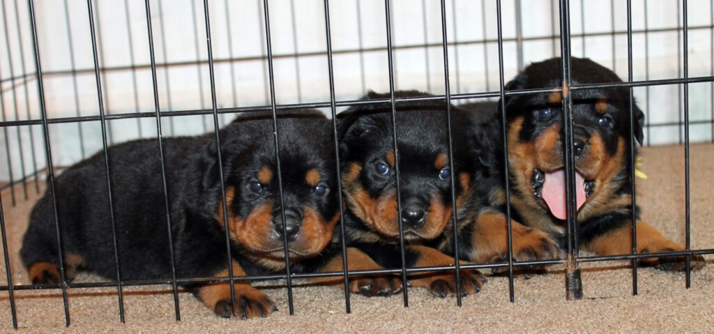 consejos para comprar un rottweiler