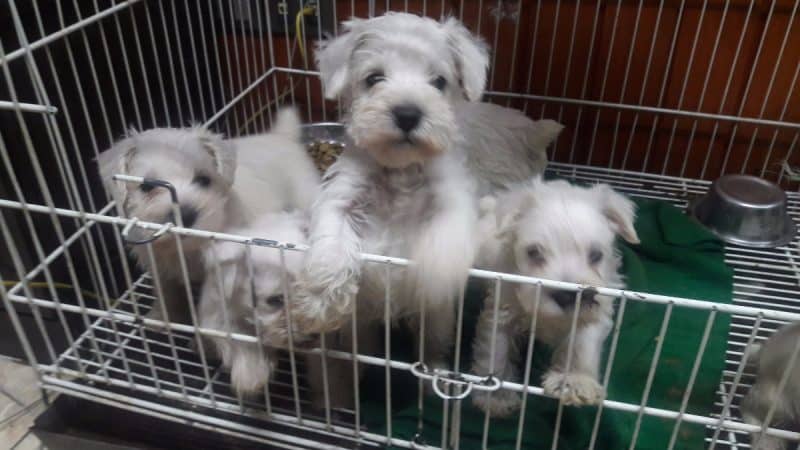 consejos para comprar un schnauzer miniatura