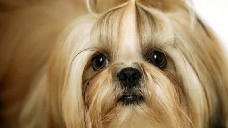 consejos para comprar un shih tzu