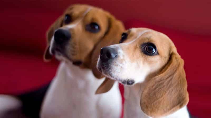 cuando cruzar a un Beagle