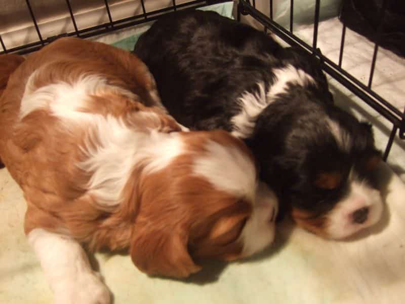 cuando cruzar a un cavalier king charles spaniel