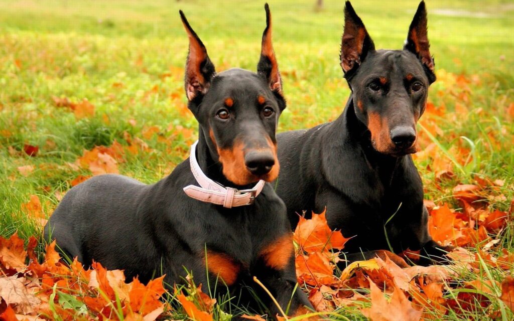 cuándo cruzar a un dobermann