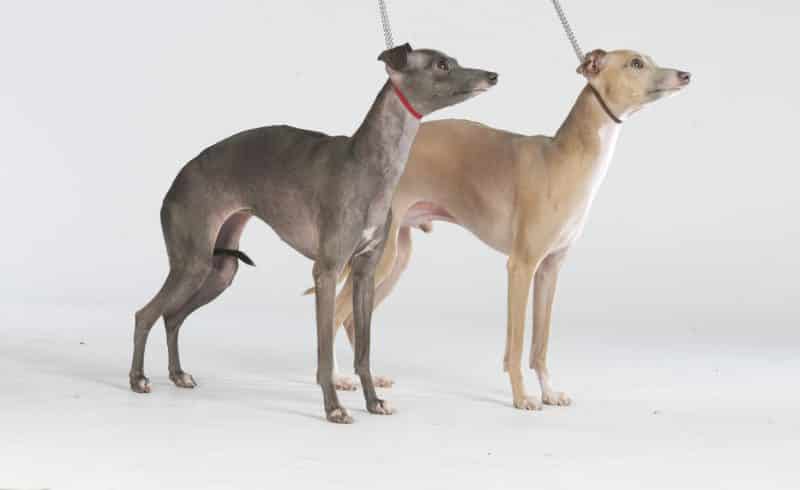 cuando cruzar a un galgo italiano